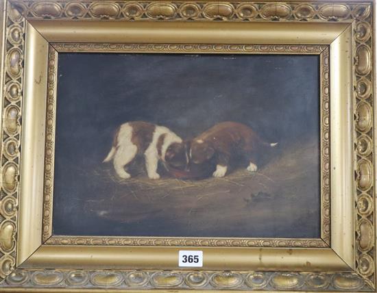 F H C 1906, oil on board, Two St Bernard puppies eating from a bowl, monogrammed and dated, 25 x 36cm